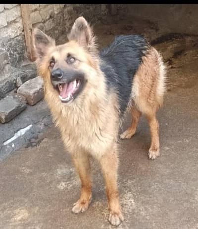 Altation dog number 03155132798