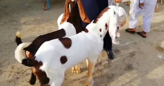 2 Bakray For Sale urgent sale