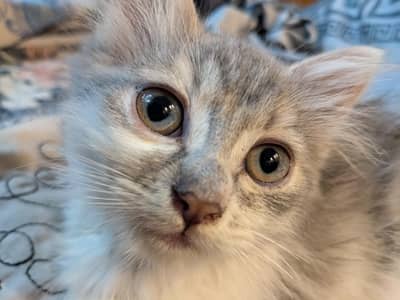 Persian Female Kitten For Sale