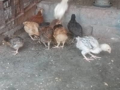 Golden misri desi chicks  for sale