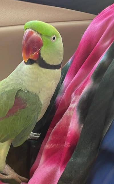 Speaking parrot