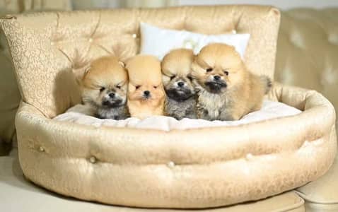 Pomeranian teacup Toybreed maltipo Maltese chow chow pug shihtzu
