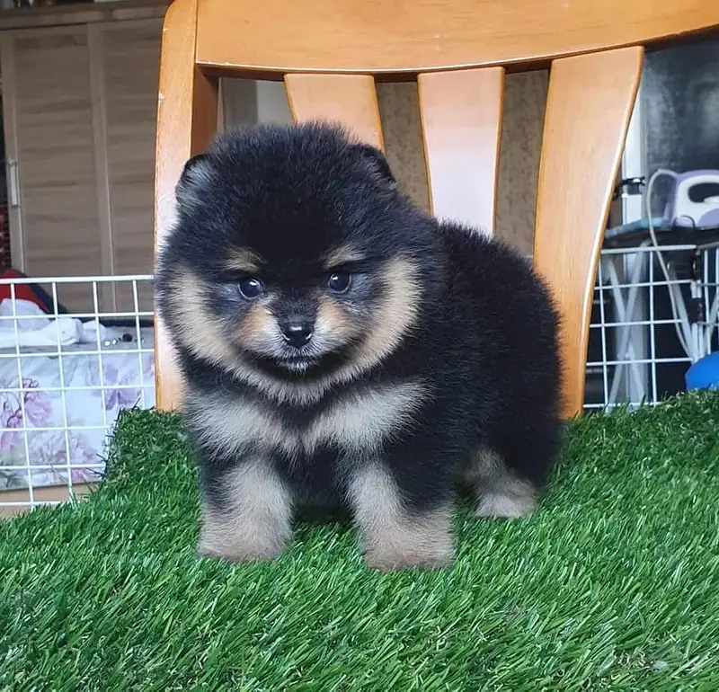 Pomeranian teacup Toybreed maltipo Maltese chow chow pug shihtzu — photo 2