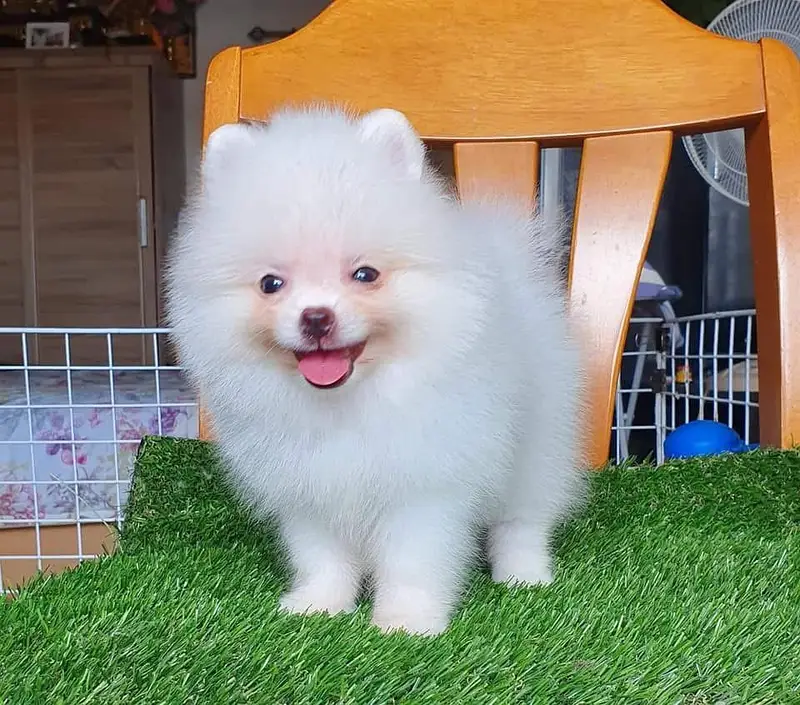 Pomeranian teacup Toybreed maltipo Maltese chow chow pug shihtzu — photo 3