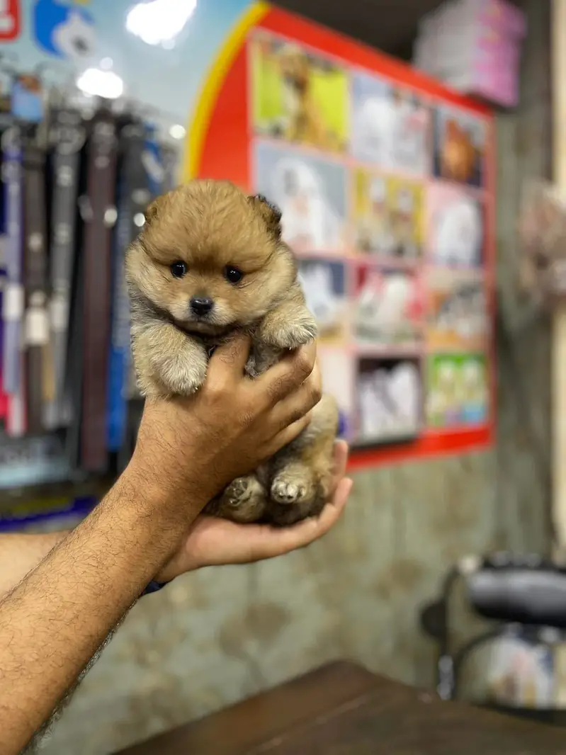 Pomeranian teacup Toybreed maltipo Maltese chow chow pug shihtzu — photo 4