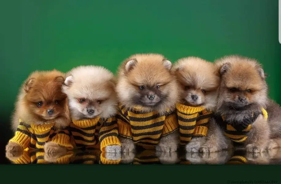 Pomeranian teacup Toybreed maltipo Maltese chow chow pug shihtzu — photo 5