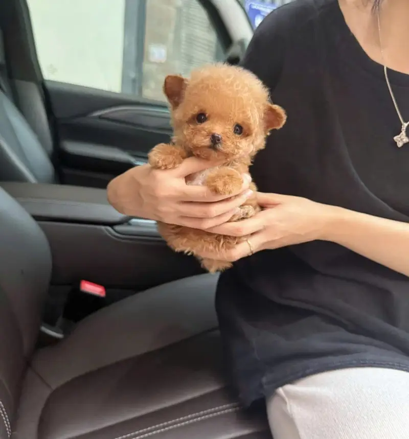 Pomeranian teacup Toybreed maltipo Maltese chow chow pug shihtzu — photo 6