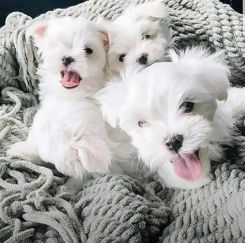 Pomeranian teacup Toybreed maltipo Maltese chow chow pug shihtzu — photo 7
