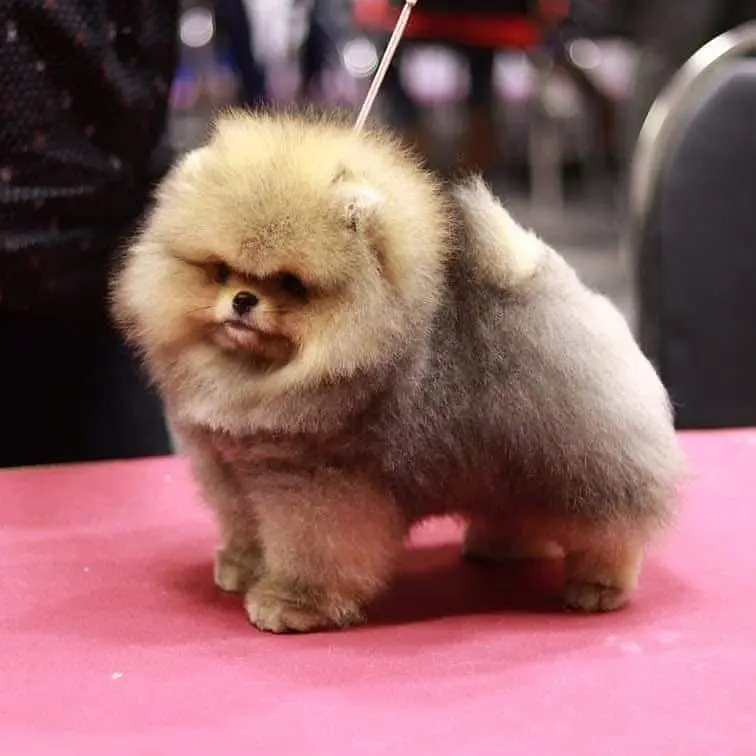 Pomeranian teacup Toybreed maltipo Maltese chow chow pug shihtzu — photo 8