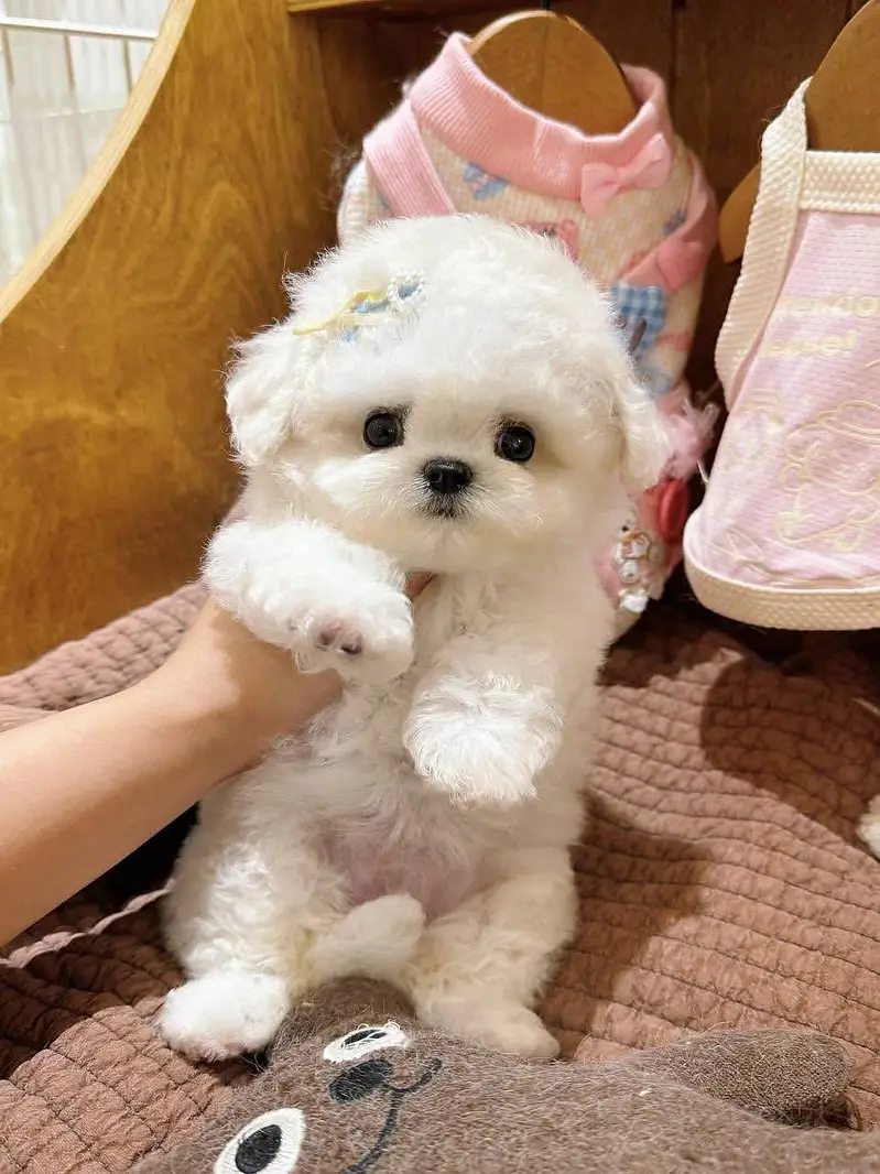 Pomeranian teacup Toybreed maltipo Maltese chow chow pug shihtzu — photo 9