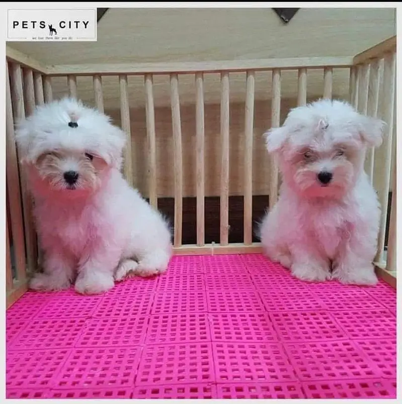 Pomeranian teacup Toybreed maltipo Maltese chow chow pug shihtzu — photo 10