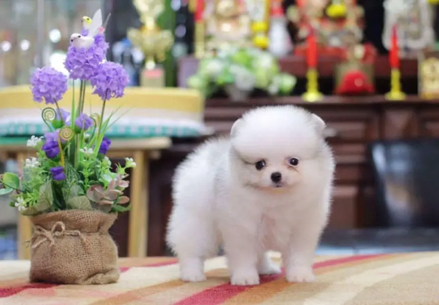Pomeranian teacup Toybreed maltipo Maltese chow chow pug shihtzu — photo 11
