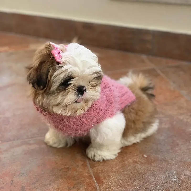 Pomeranian teacup Toybreed maltipo Maltese chow chow pug shihtzu — photo 12