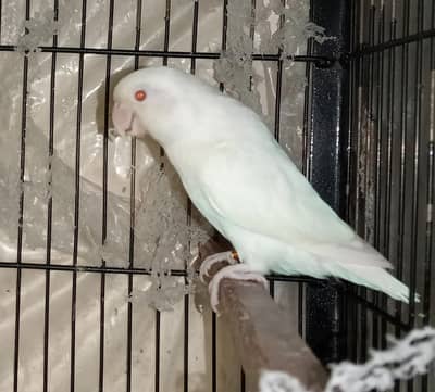 Dna male Albino red eye ring bird