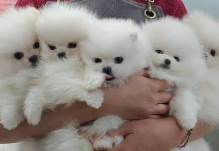 Pomeranian puppies 03335687102