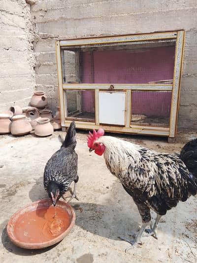 Desi hens