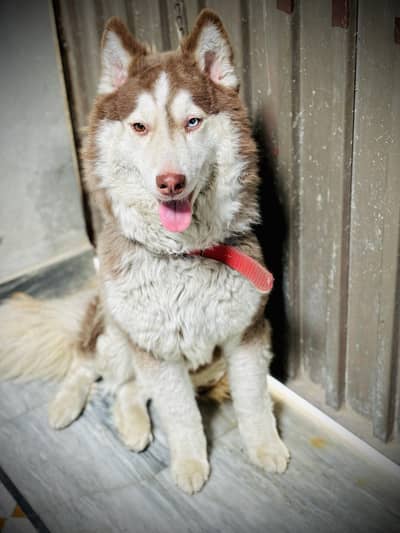 Husky Female Urgent Sale
