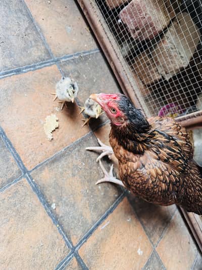 Aseel Murgii with 2 chicks