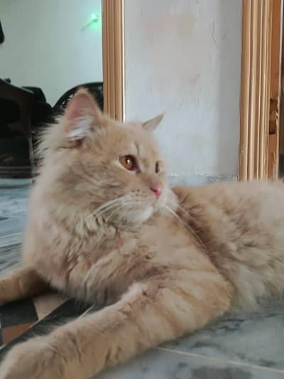 British Long Hair Cat