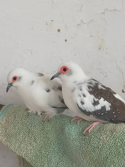 Pied Diamond Dove with Chick