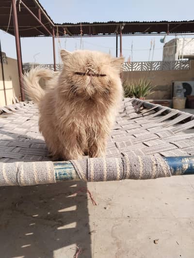 Pure Peke Peki Piki CFA Bloodline Male available