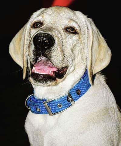 Labrador trained dog