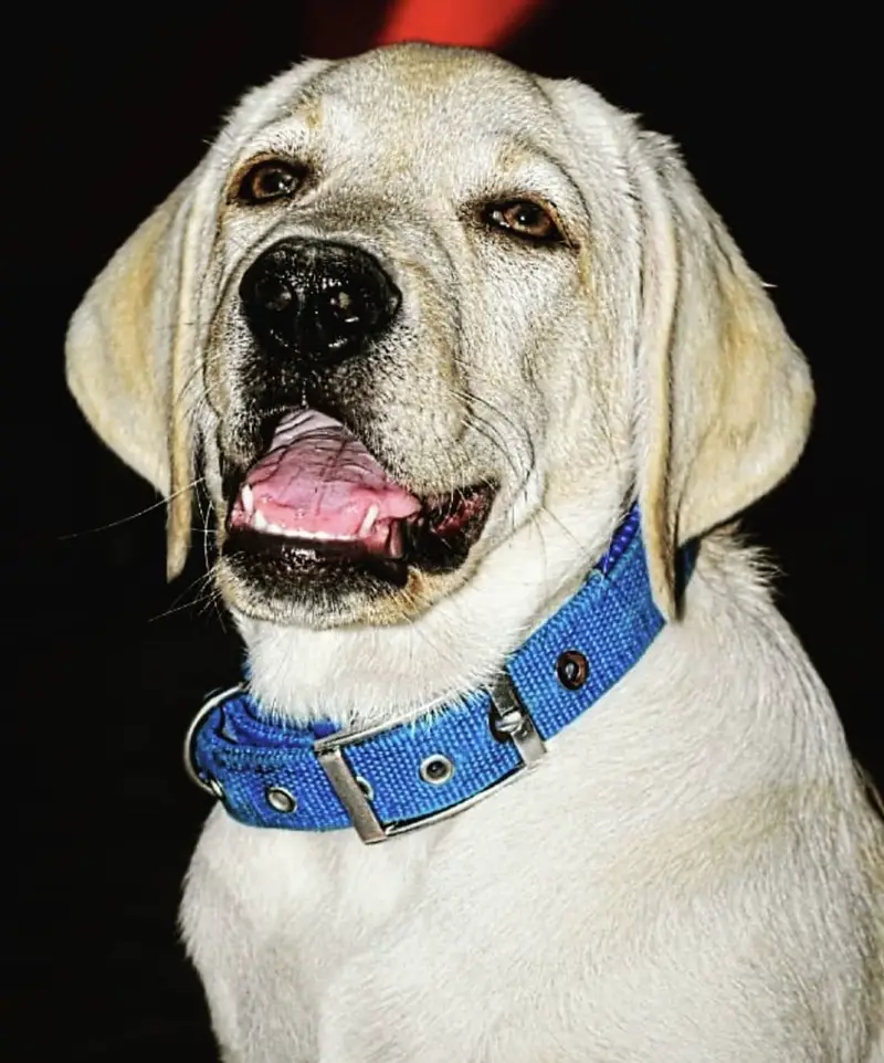 Labrador trained dog