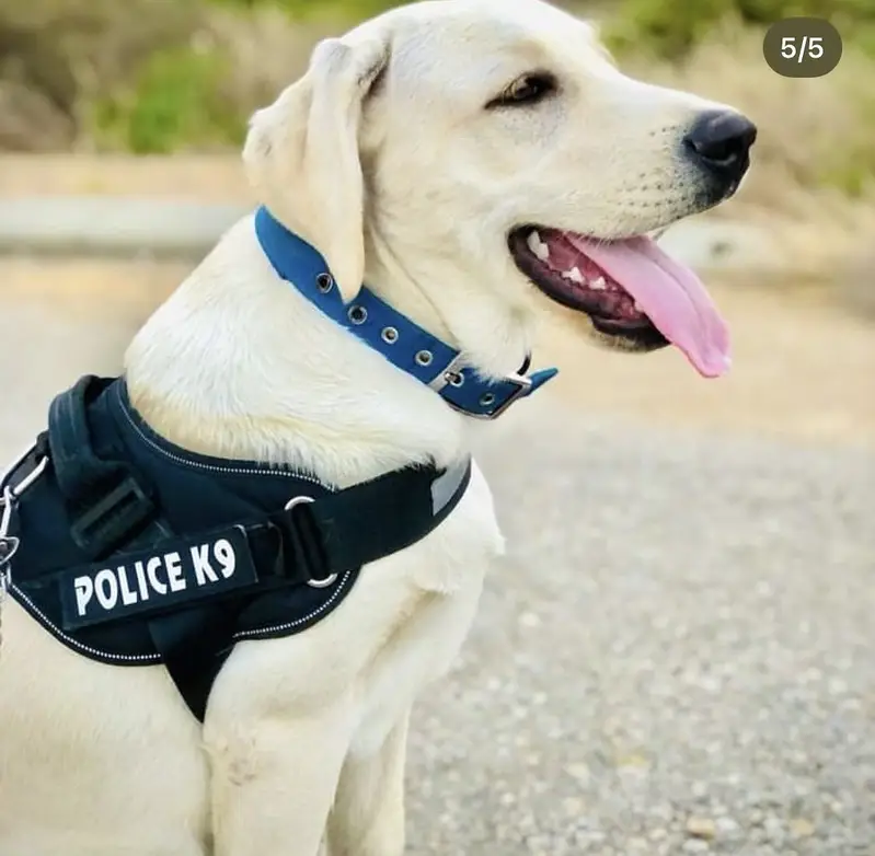 Labrador trained dog — photo 2