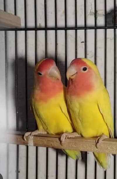 5 Common Lutino lovebird Chick Available