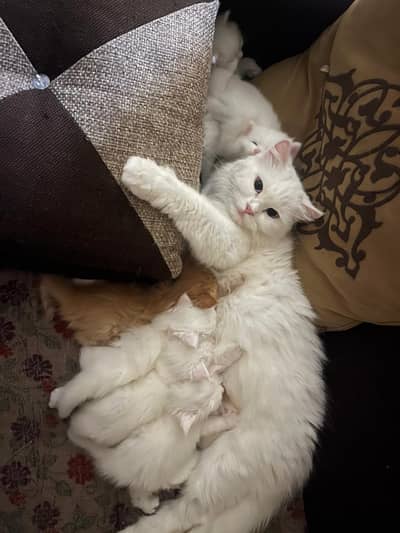 persian kittens punch face only baby