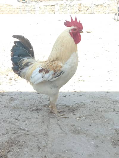 Golden Misri Egg laying Hens