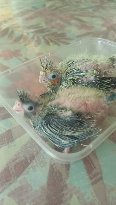 Cockatiel chick for hand taming