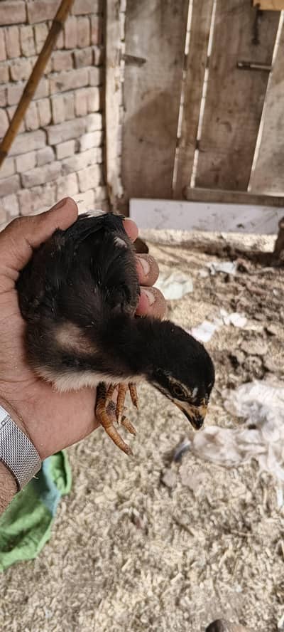 Aseel Chicks / Aseel Hens / Aseel Murgha / Aseel fertilized eggs