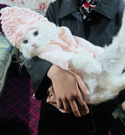 persian male cat full white