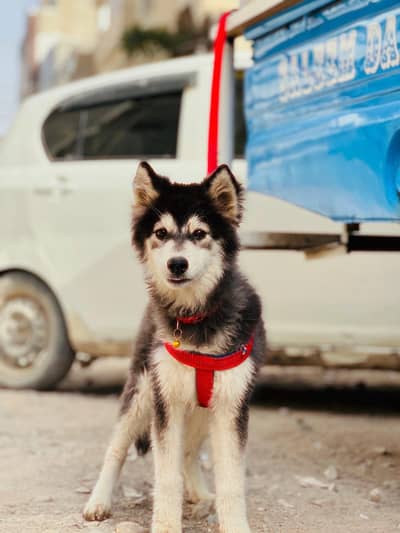 Female husky double coat