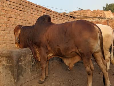 Brahman + Sahiwal cross Bchra for Sale – Qurbani Special, Heavy Weight