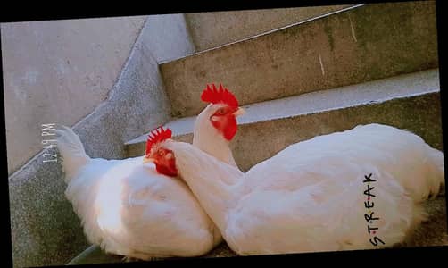 Healthy White Chickens for Sale