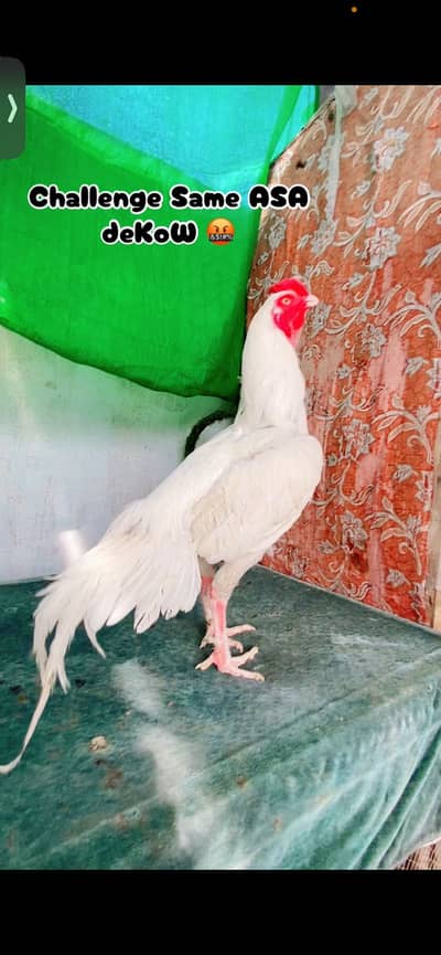 Long tail aseel paper white aseel