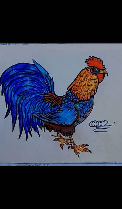 sketch of cock  draw on paper with marker colors
