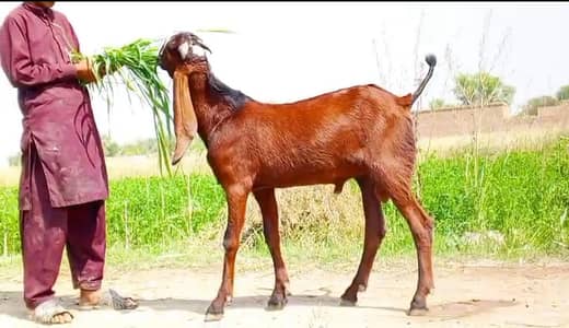 Nagra Bakra breeder Quality Male