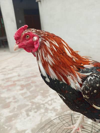 بڑا قد لمبی پوچھ کالا اور ہلکا سرخ رنگ اس کی خوبی ہے