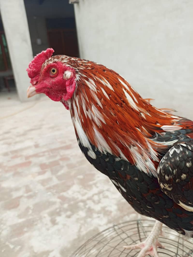 بڑا قد لمبی پوچھ کالا اور ہلکا سرخ رنگ اس کی خوبی ہے 0