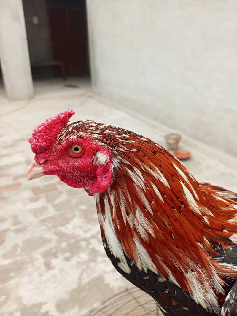 بڑا قد لمبی پوچھ کالا اور ہلکا سرخ رنگ اس کی خوبی ہے 1