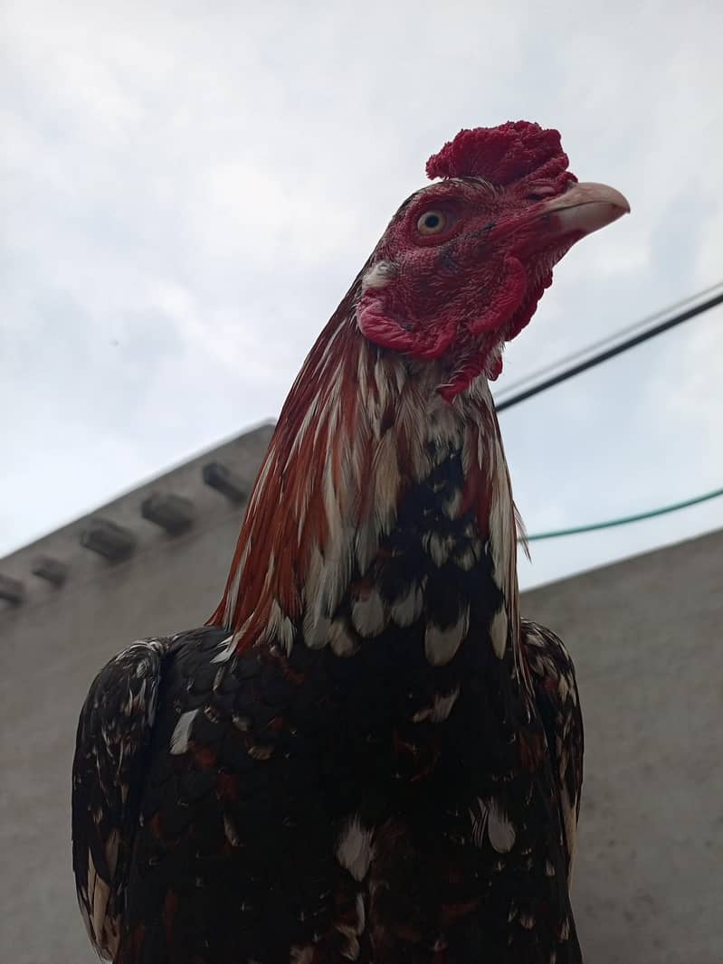 بڑا قد لمبی پوچھ کالا اور ہلکا سرخ رنگ اس کی خوبی ہے 2