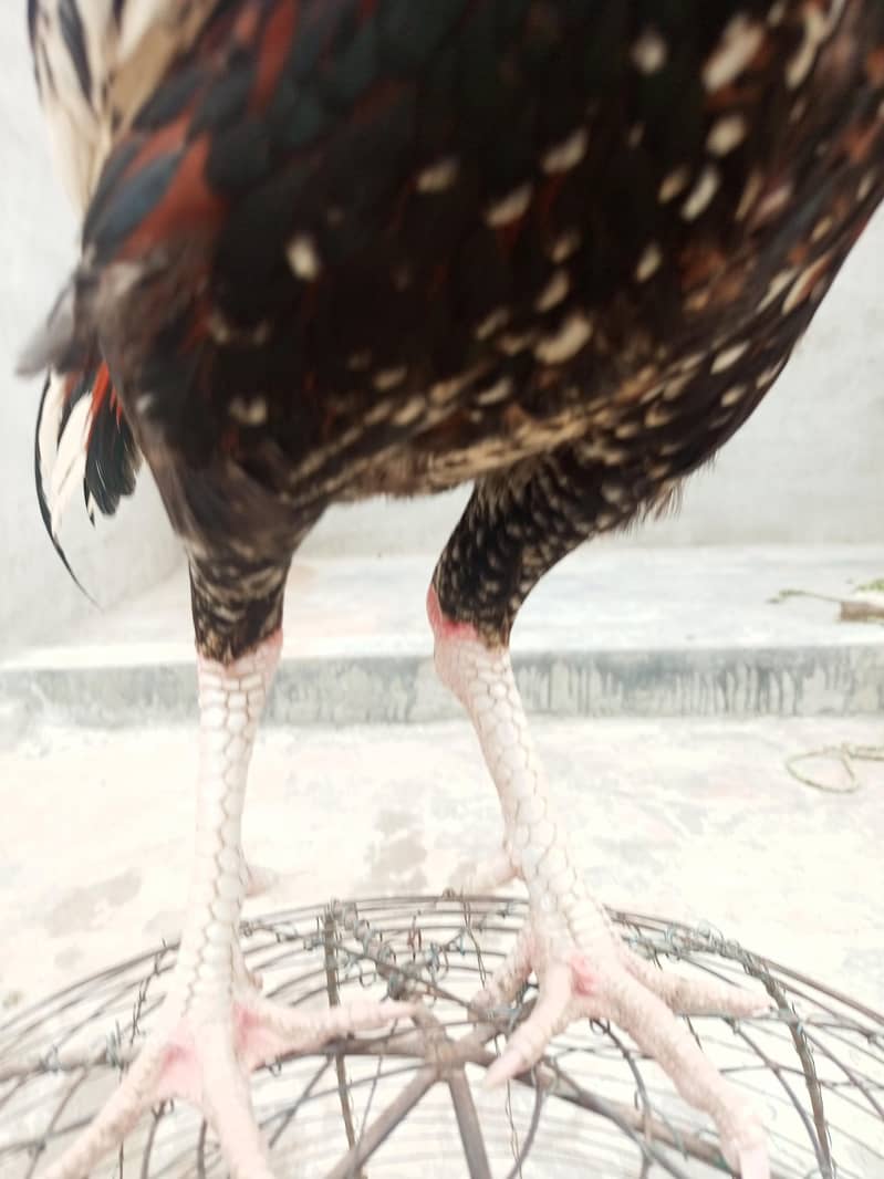 بڑا قد لمبی پوچھ کالا اور ہلکا سرخ رنگ اس کی خوبی ہے 3