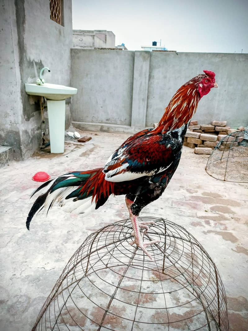 بڑا قد لمبی پوچھ کالا اور ہلکا سرخ رنگ اس کی خوبی ہے 4