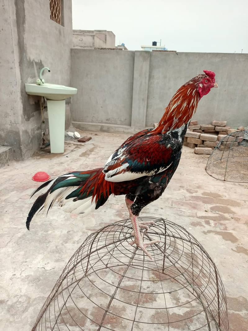 بڑا قد لمبی پوچھ کالا اور ہلکا سرخ رنگ اس کی خوبی ہے 5