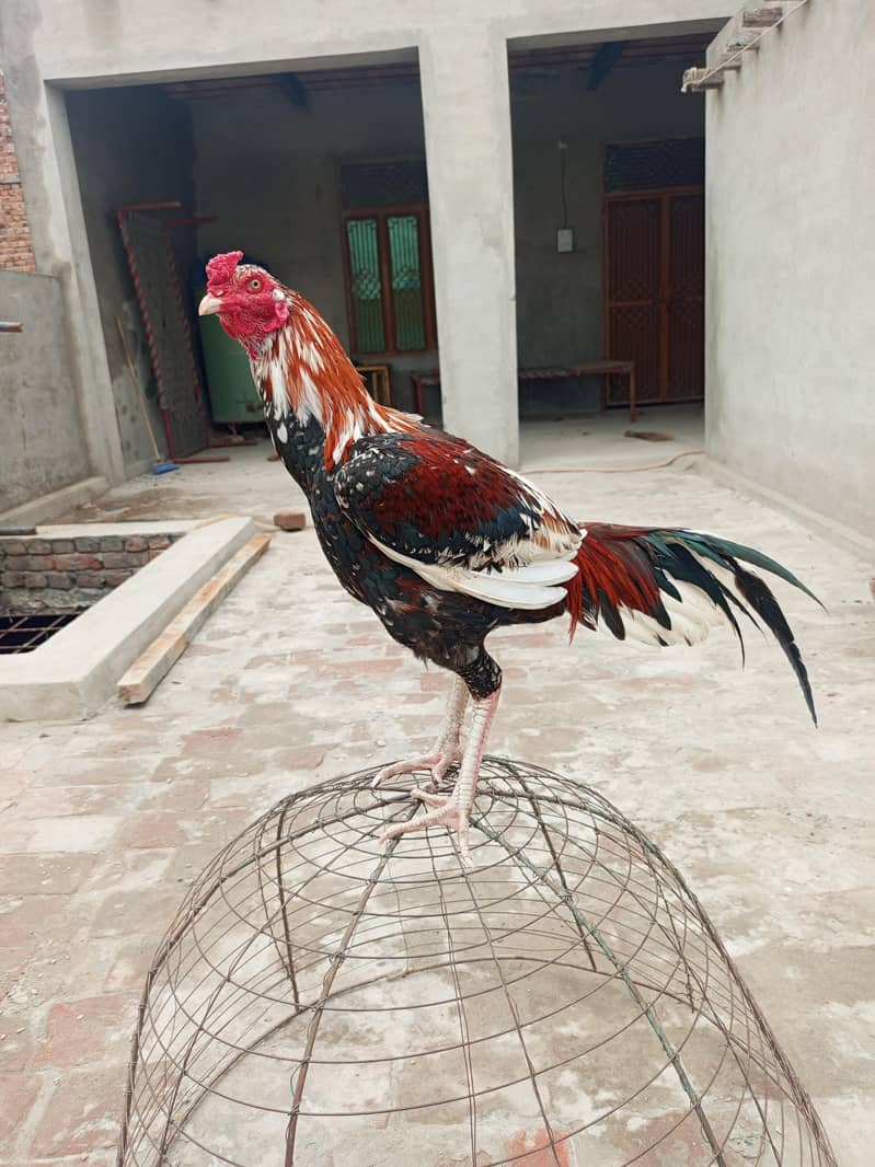 بڑا قد لمبی پوچھ کالا اور ہلکا سرخ رنگ اس کی خوبی ہے 6