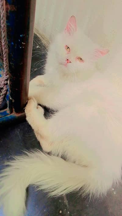 persion white male cat very  healthy litter train vaccine done