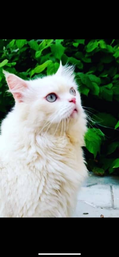 Turkish angora bread